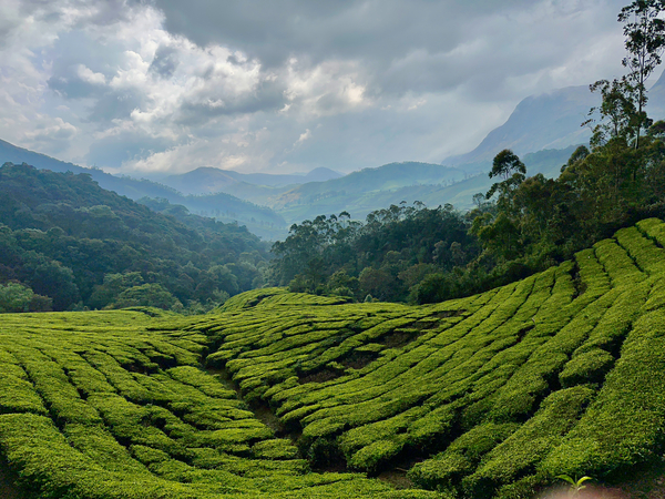 Tea Plantations 5 Print