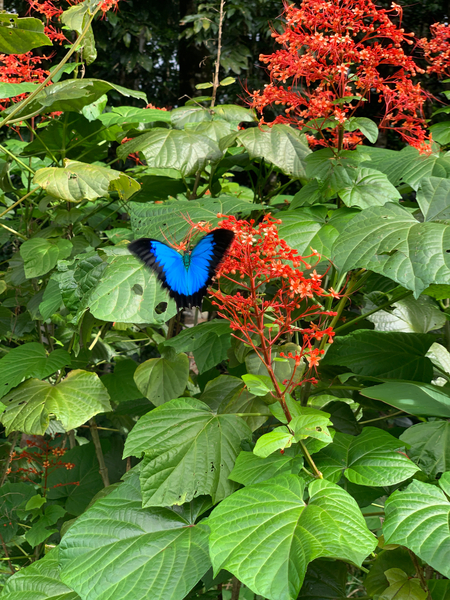 The Blue Butterfly Print