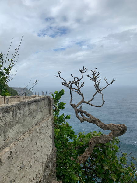 The Tree  The Wall Print