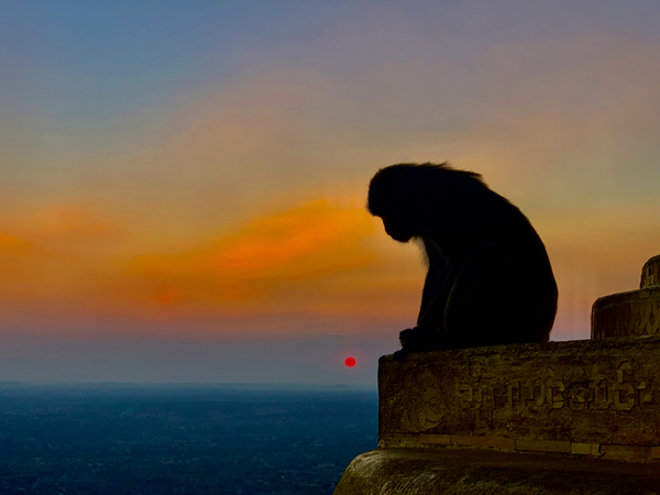 Thinking Monkey at Sunset Print