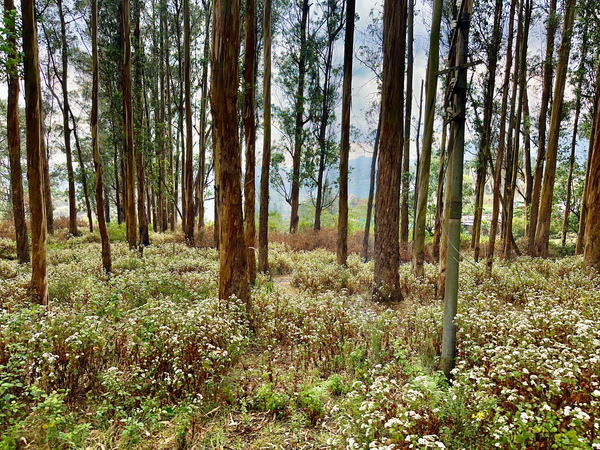 Through the Trees 2 Print