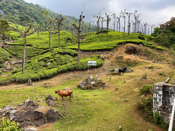 Toy Train Tea Plantations Print