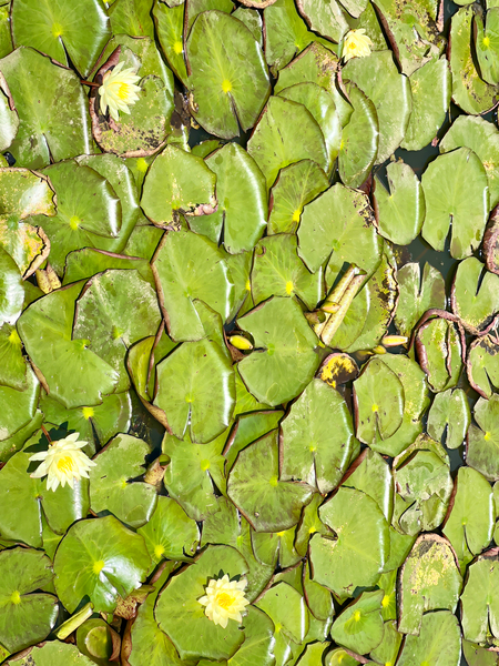 Water Lilies Print