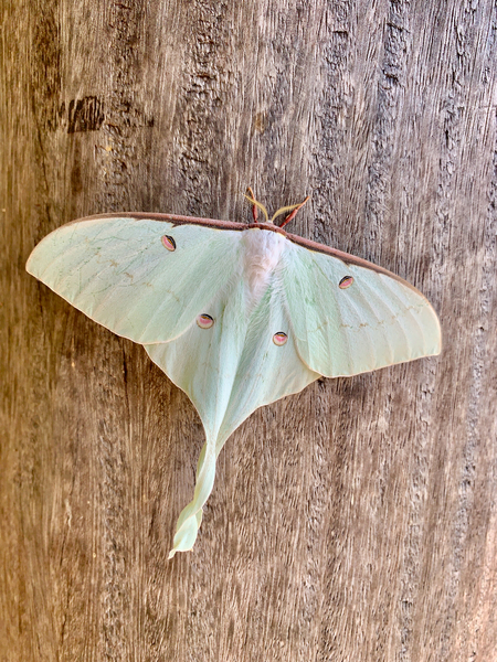 White Butterfly Print
