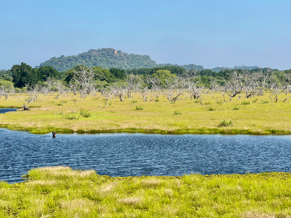 Yala National Park Sri Lanka Print