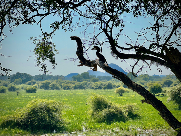 Yala National Park Sri Lanka 4 Print
