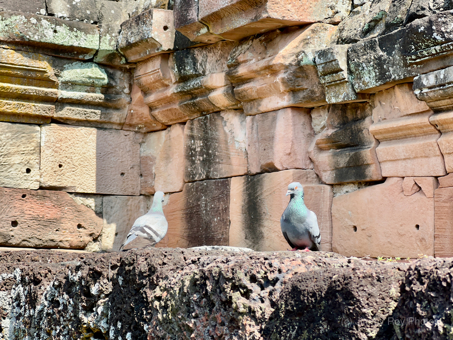 Birds in Historical Site  Print