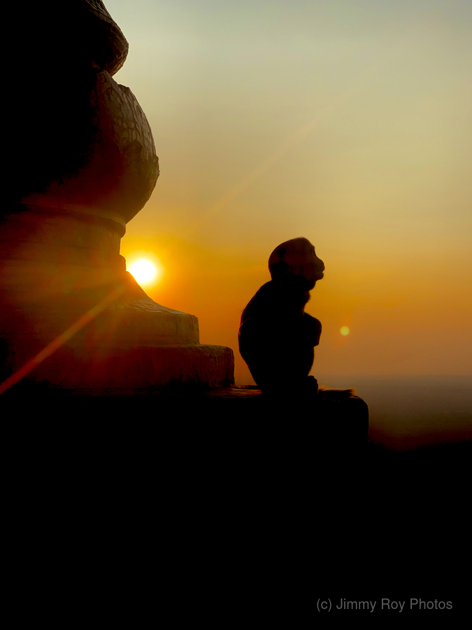 Enlightened Monkey at Sunset  Print