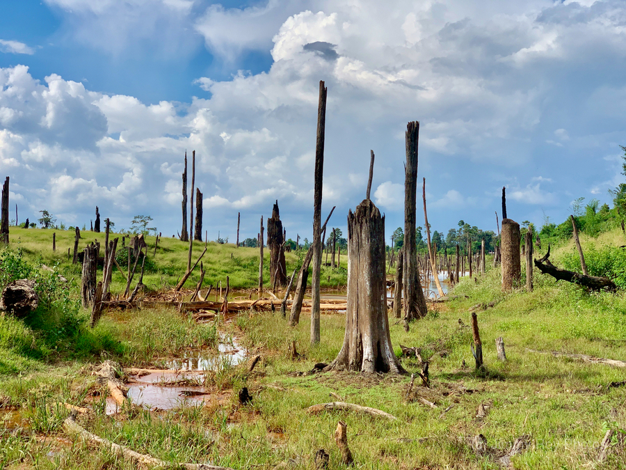 Field of Broken Trees  Print