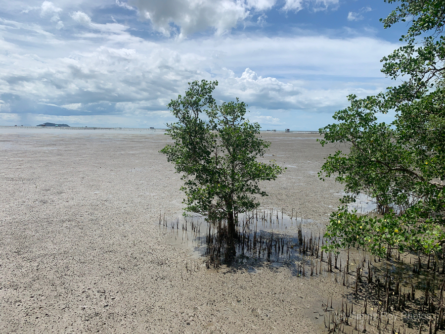 Lonely Tree 3  Print