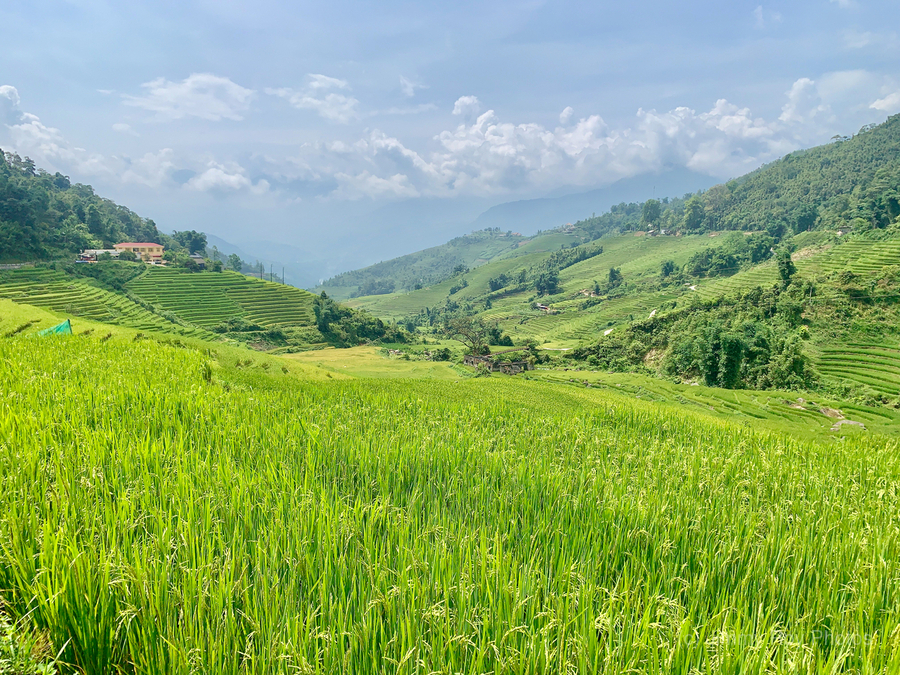 Rice Fields in Sapa 2  Print