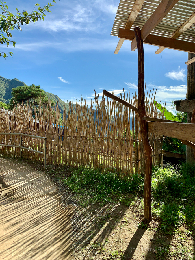 Sun Through the Bamboo Fence  Print