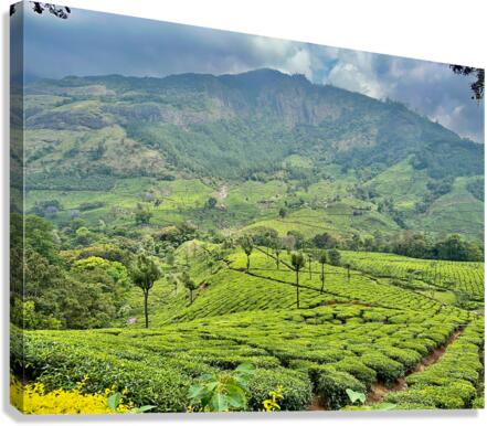 Tea Plantations 3 Canvas Print