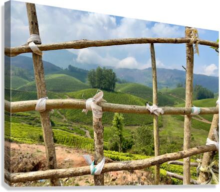 Peak a Tree Canvas Print