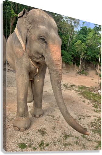 Elephant Trunk Sideways Canvas Print