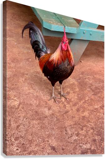 Rooster by the Table Canvas Print