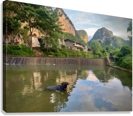 Water Buffalo Bathing Canvas Print