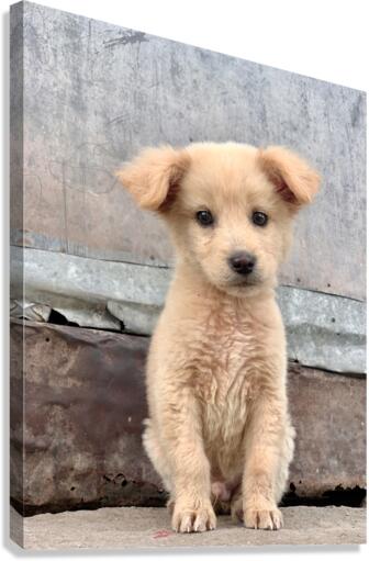 Cutest Puppy Ever Posing Canvas Print