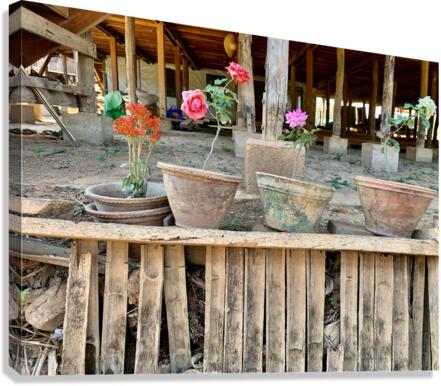 Flower Pots Canvas Print