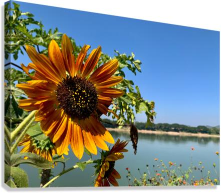 Sunflower View Canvas Print