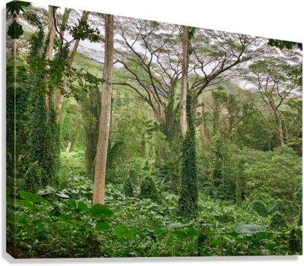 The Canopy Canvas Print