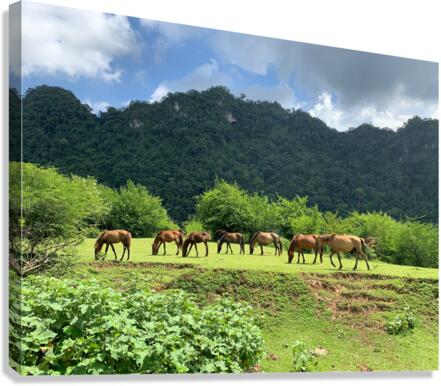 Wild horses Canvas Print