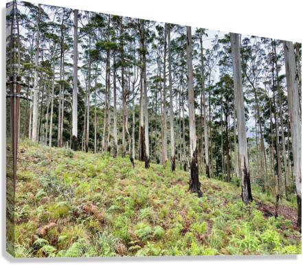 White Trees Canvas Print
