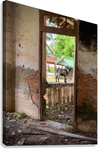 Goat by the Door Canvas Print