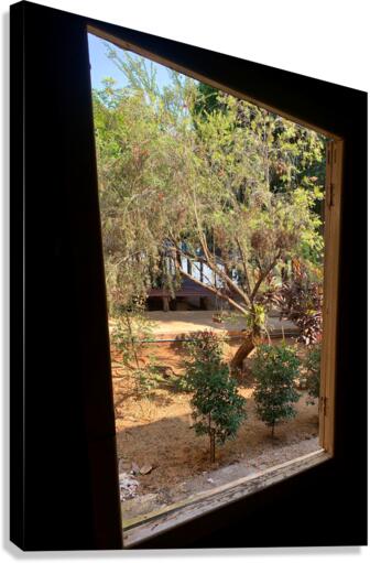 Tree by the Window 2 Canvas Print