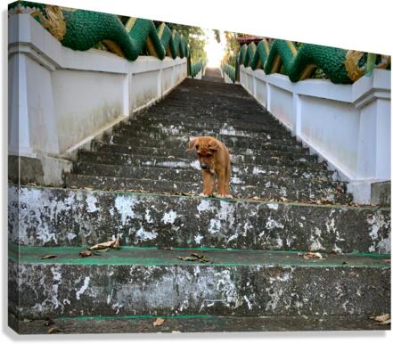Puppy Walking Down Canvas Print