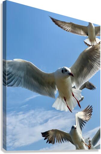 Seagull Look 2 Canvas Print