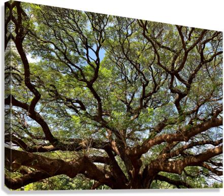 All the Branches Canvas Print
