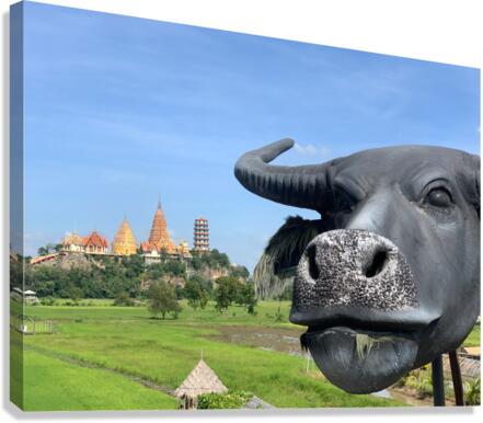 Water Buffalo Head in front of Temple Canvas Print