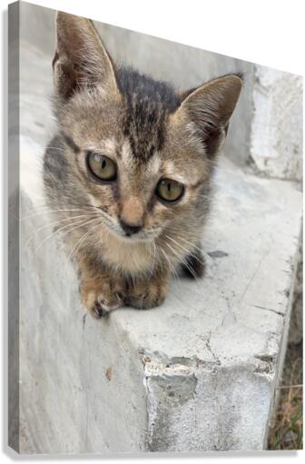 Cute Kitty 3 Canvas Print