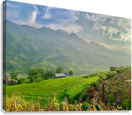 Dreamy Sunset Over the Rice Fields 2 Canvas Print
