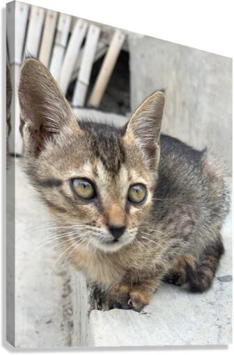Cute kitty 2 Canvas Print