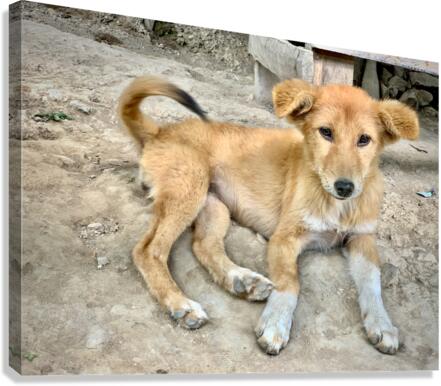 Cute Puppy Canvas Print