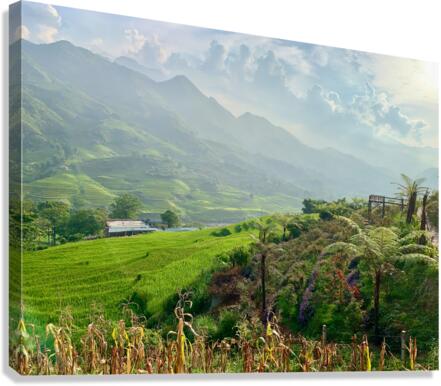 Dreamy Sunset on the Rice Fields Canvas Print