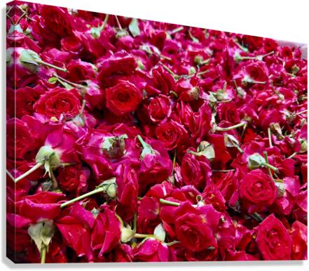 Many Roses Canvas Print