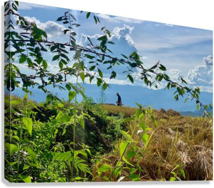 Working the Rice Fields Canvas Print