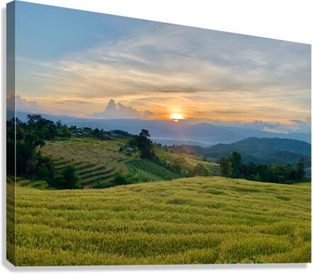 Sunset Over the Rice Fields 2 Canvas Print