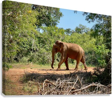 Elephant in the Wild Canvas Print