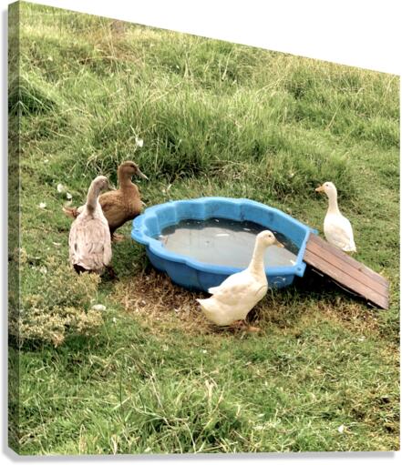 Ducks Plastic Pool Canvas Print