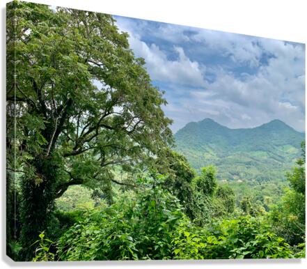 Jungle View Canvas Print
