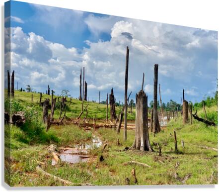 Field of Broken Trees Canvas Print