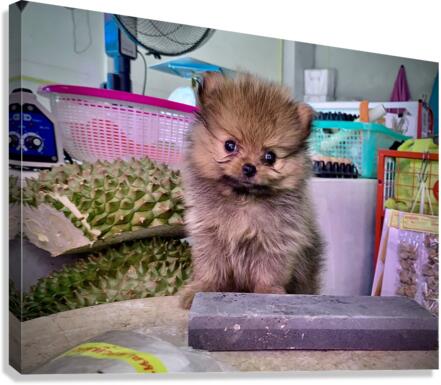 Furry Puppy Canvas Print