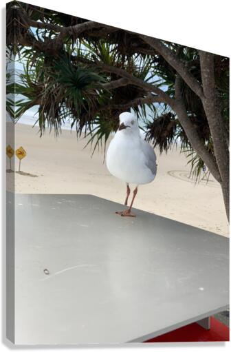 One Leg Balance Canvas Print