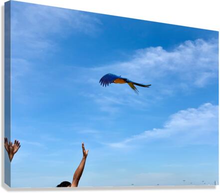 Macaws with Hands Canvas Print
