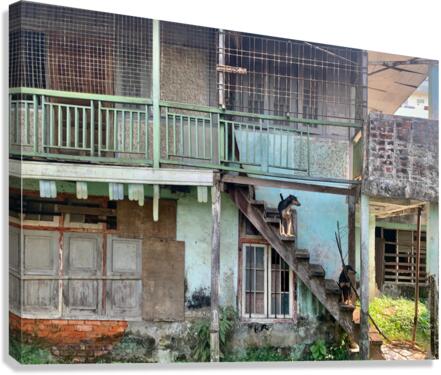 Dogs looking Left Canvas Print