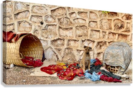 Dog Taking Over a Shop Canvas Print